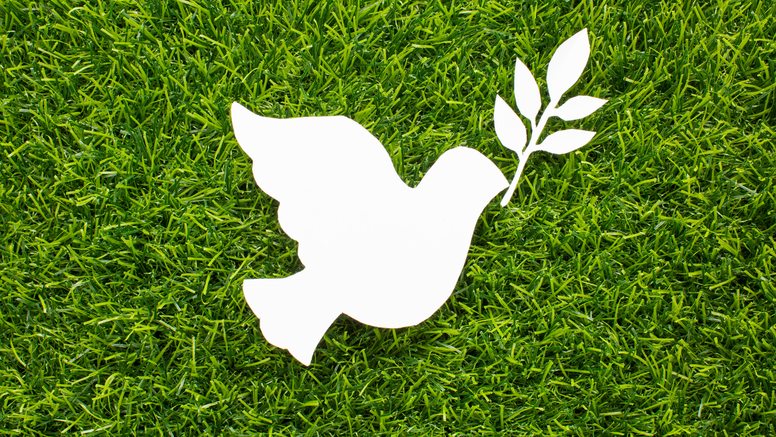 Cómo observar el mundo